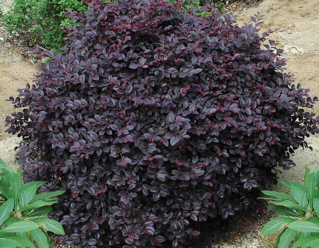 Loropetalum Cerise Charm