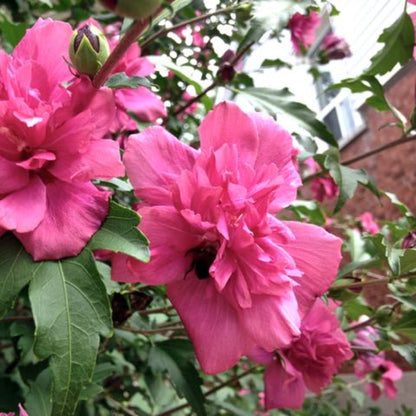 Lucy Althea Double Rosy Red (Rose of Sharon)