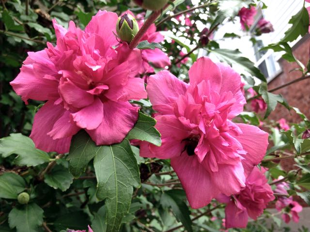 Lucy Althea Double Rosy Red (Rose of Sharon)