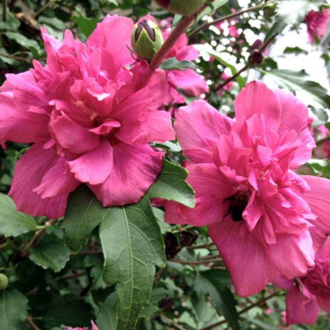 Rosy Red Althea Aka Rose of Sharon