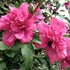Rosy Red Althea Aka Rose of Sharon
