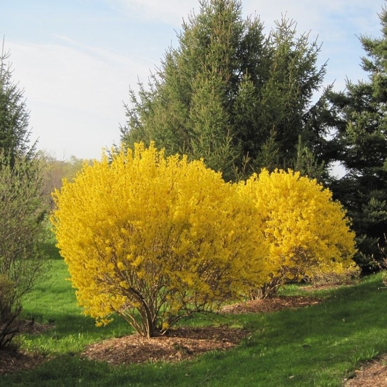 New Hampshire Gold Forsythia