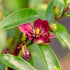 Stellar Ruby Magnolia (Banana Shrub)