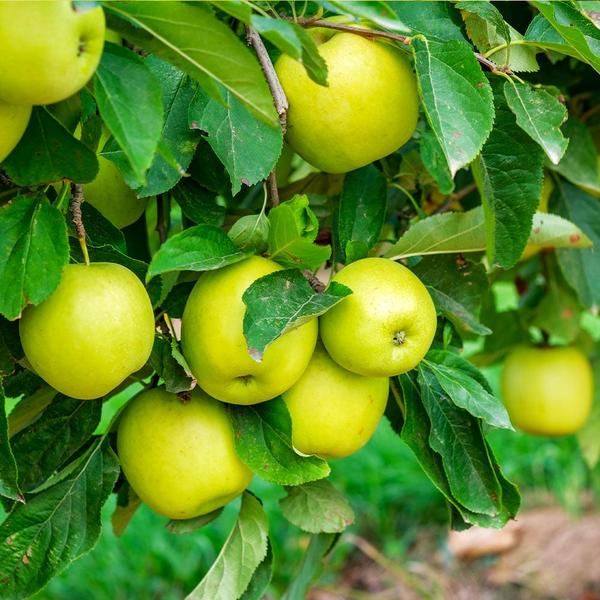 Mutsu Apple Tree, Crisp and Juicy Fruit with An Alluring Hint of Tartness.