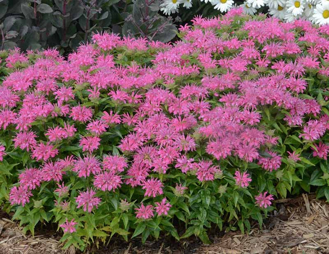 Monardia 'Pardon My Pink' Bee Balm, Fragrant Dark Fuchsia Purple Flowers Bloom Mid-Late Summer. Short Habit, Mildew Resistant.