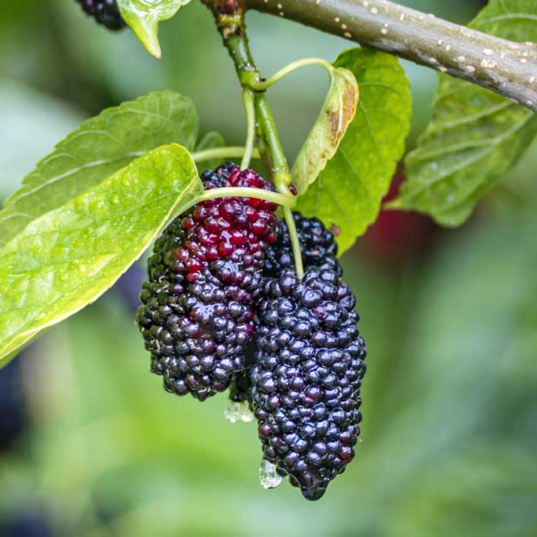 Mulberry Tree-Easy-To-Grow, Produces Lots of Sweet Medium-Sized Fruit