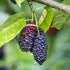 Mulberry Tree-Easy-To-Grow, Produces Lots of Sweet Medium-Sized Fruit