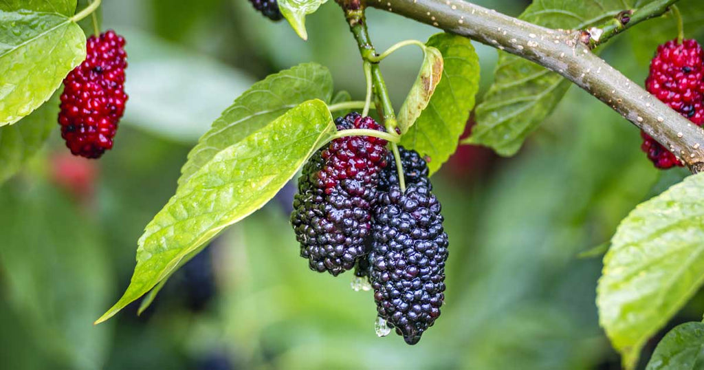 Mulberry Tree-Easy-To-Grow, Produces Lots of Sweet Medium-Sized Fruit
