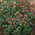 Flirt Nandina Shrub