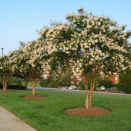 Natchez Crape Myrtle, Grand White Flowers, Gorgeous Fall Color