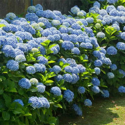 Vibrant Blue Flowers of Nikko Blue Hydrangea Shrub