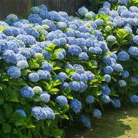 Nikko Blue Hydrangea in Full Bloom in Summer