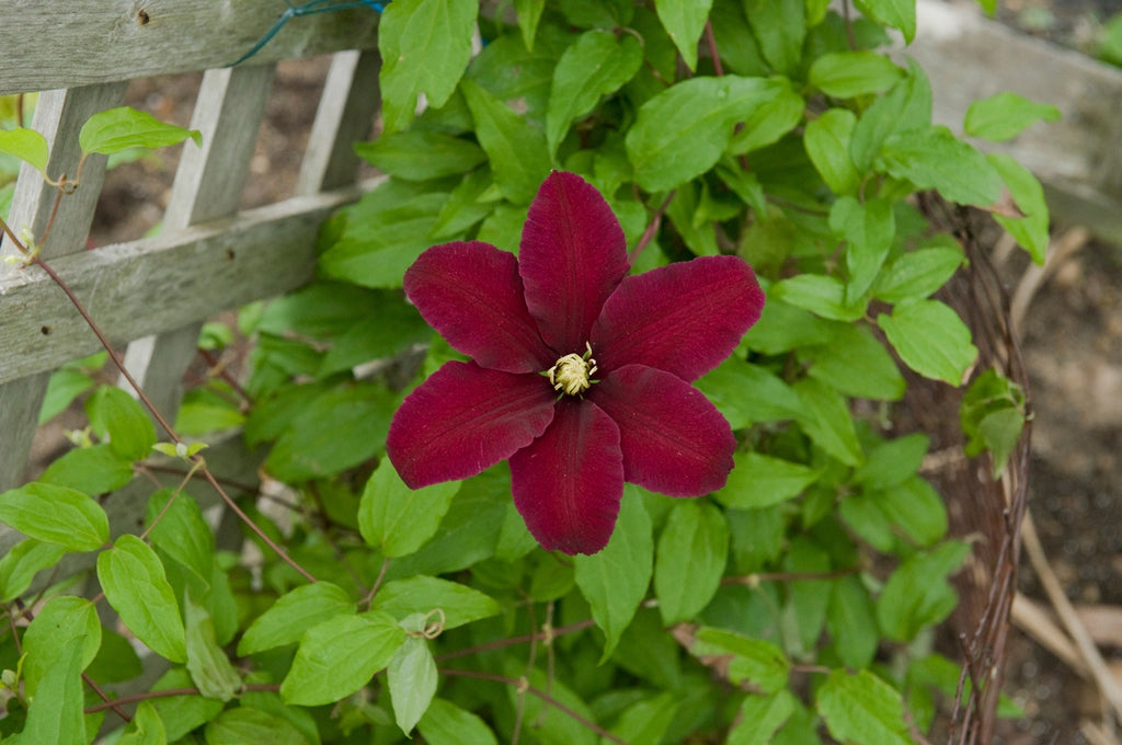 Clematis Niobe