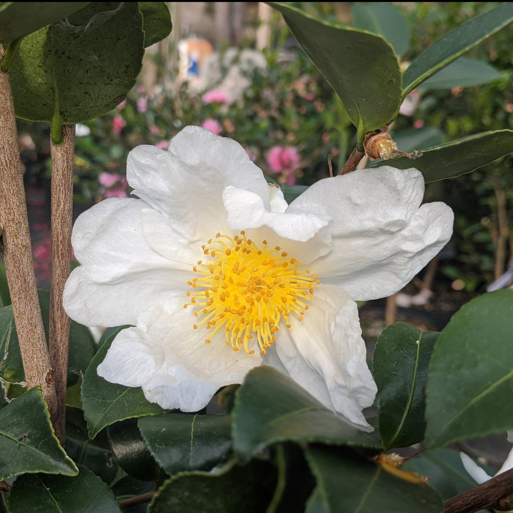 Northern Exposure Camellia-Gorgeous Single White Blooms