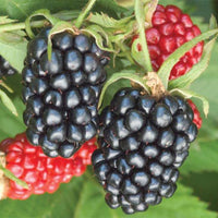 Apache Blackberry