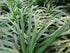 1 Gallon Pot: Ophiopogon Japonicus &