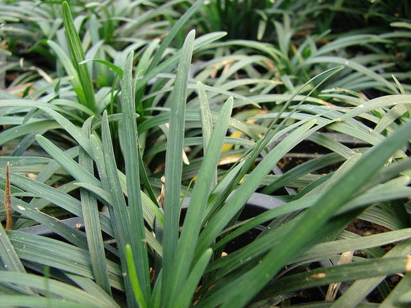 1 Gallon Pot: Ophiopogon Japonicus 'Nana' Dwarf Mondo