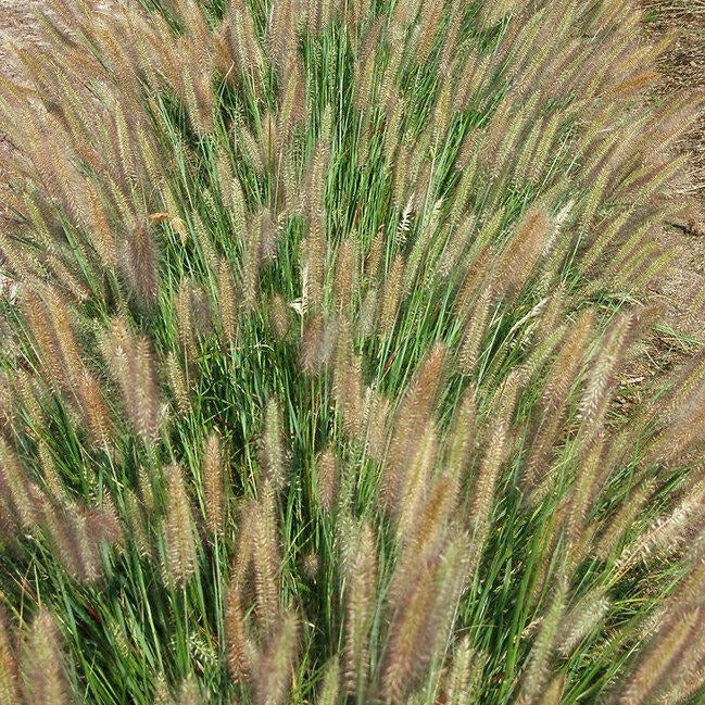Jambalaya Dwarf Fountain Grass
