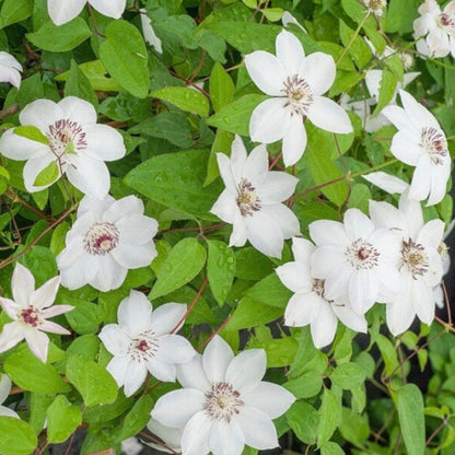 Clematis ‘Miss Bateman’