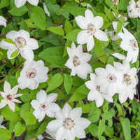 Clematis ‘Miss Bateman’
