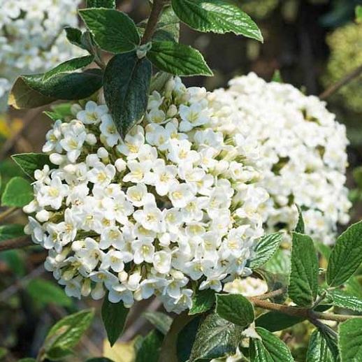 Burkwoodii Vibernum- Features Fragrant White Flowers Arranged In Flat-Topped Blooms, Evergreen To Semi-Evergreen.