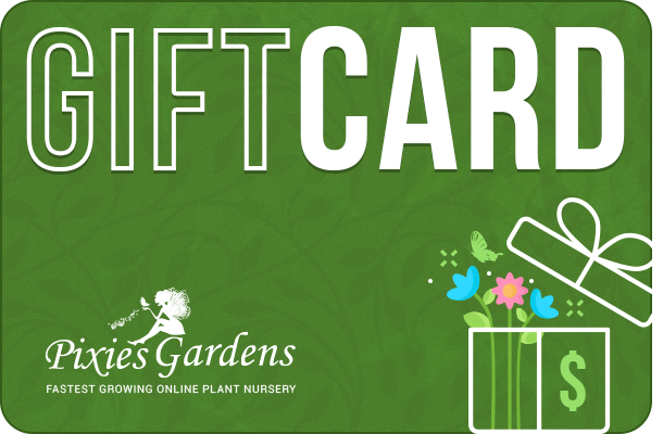 New Gift Card