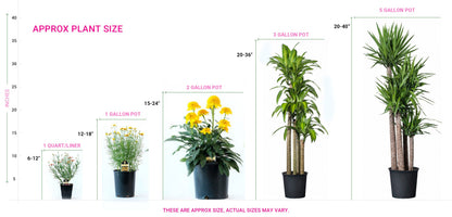 (1 Gallon) Hemerocallis Rainbow Rhythma Tiger Swirl Daylily Proven Winners®