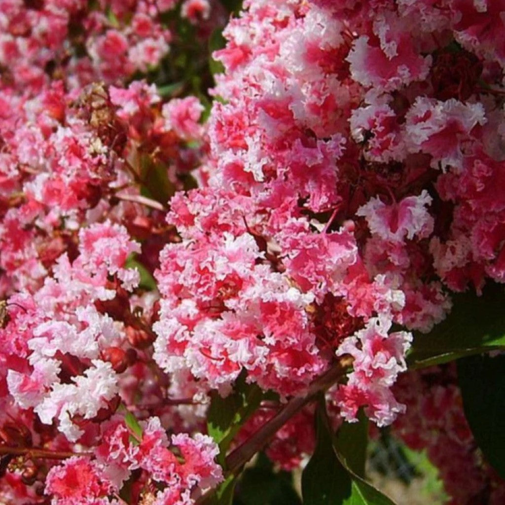 Peppermint Lace Pink & White Crape Myrtle