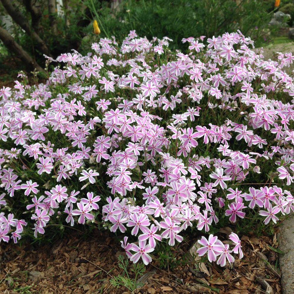 (1 Gallon) Phlox Subulata 'Candy Stripe' - Needle-Like Green Foliage, Blooms In Spring with Pink Flowers Trimmed In White