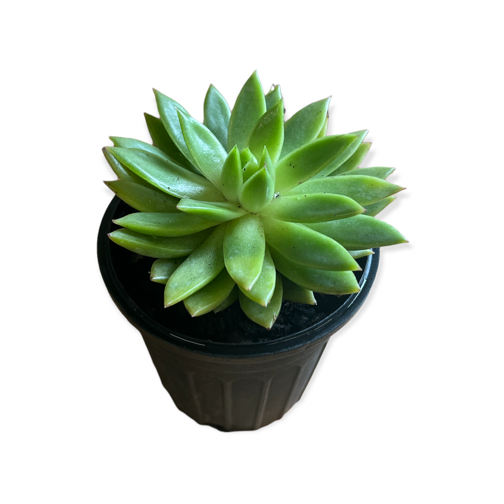 Echeveria Agavoides Succulent (Live Plant)