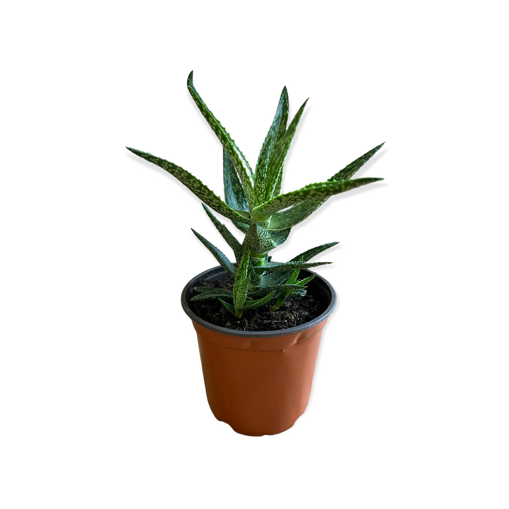 Climbing Aloe Variegated Succulent  (Live Plant)