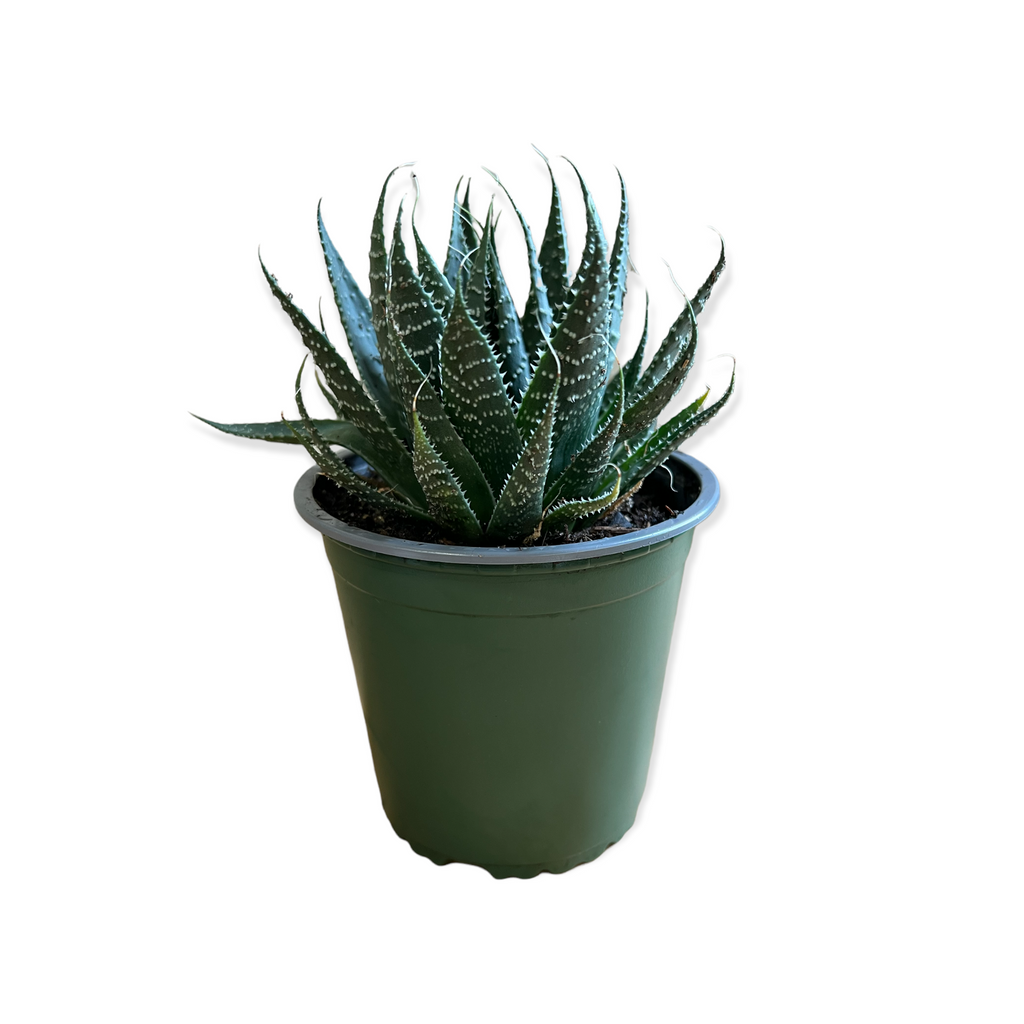 Haworthia Fasciata Zebra Plant (Live Plant)