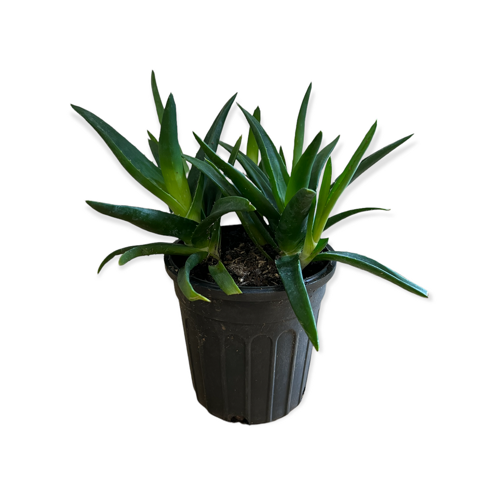 Aloe Succulent Plant (Live Plant)