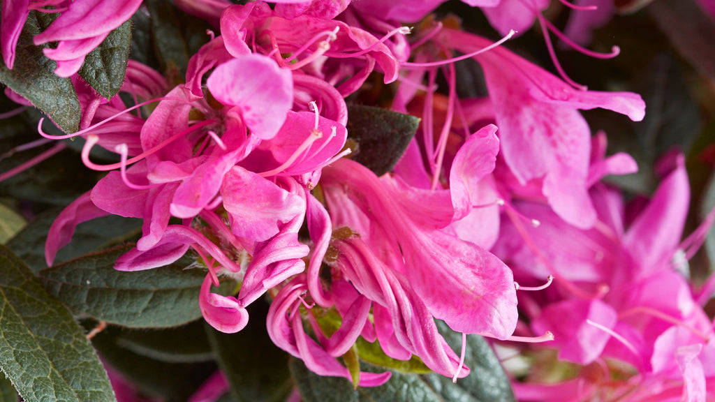 Azalea Pink Ribbons Deja Bloom