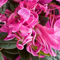 Azalea Pink Ribbons Deja Bloom