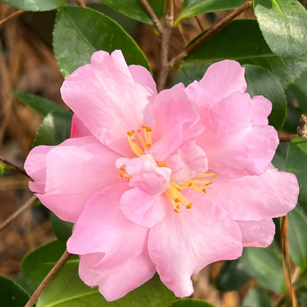 Camellia Pink Snow-Gorgeous Large Double Pink Blooms