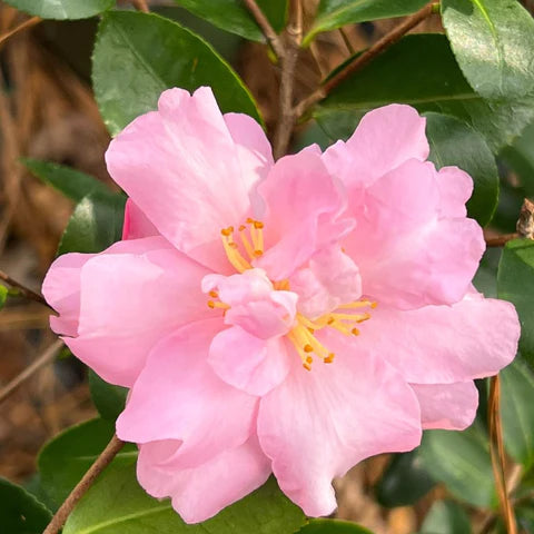 Camellia Red Debutante