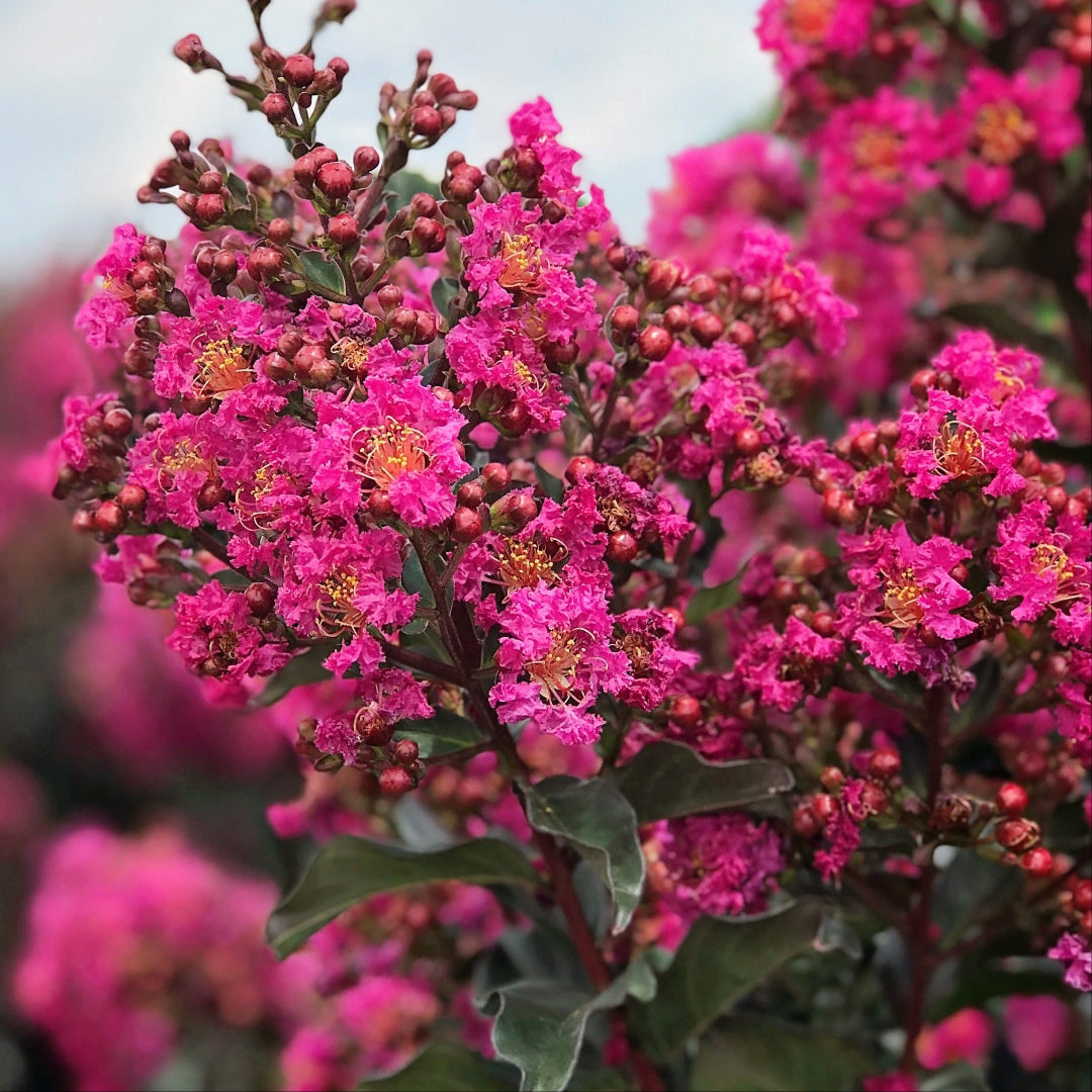 Crape Myrtle Plum Magic