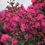 Crape Myrtle Plum Magic