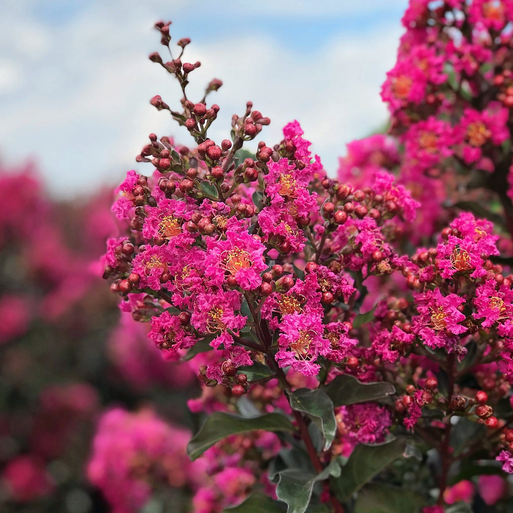 Crape Myrtle Plum Magic