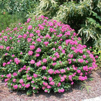 Pocomoke Crape Myrtle in full bloom, perfect for borders