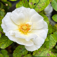 Popcorn Drift Rose displaying creamy yellow blooms in garden