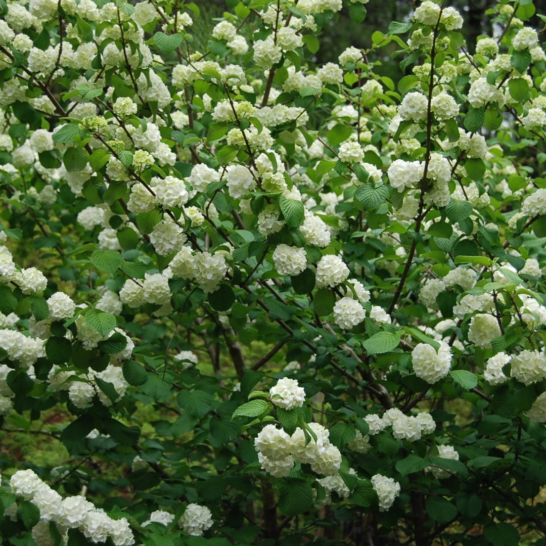 Popcorn Viburnum Shrub with Compact White Flowers in Early Bloom