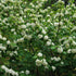 Popcorn Viburnum Shrub with Compact White Flowers in Early Bloom
