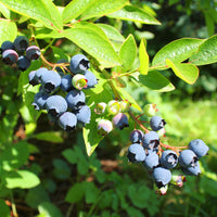 Premier Blueberry Bush with lush green leaves and berries