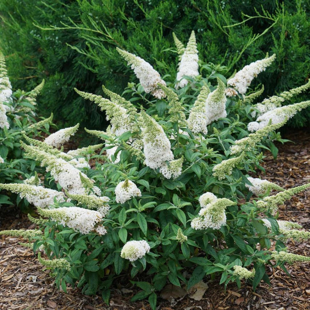 Buddleia Pugster White Butterfly Bush