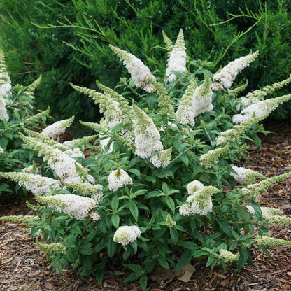 Buddleia Pugster White Butterfly Bush