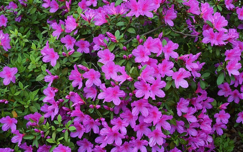 Purple Formosa Azalea