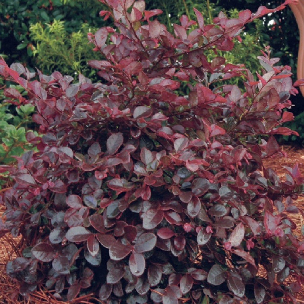 Tall Loropetalum shrub with burgundy foliage