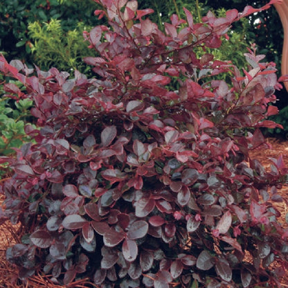 Tall Loropetalum shrub with burgundy foliage
